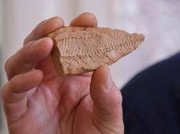 В Калмыкии нашли отпечатки рыб, которым более трех миллионов лет