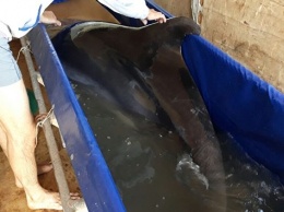 Пограничники предотвратили контрабандный вывоз двух дельфинов из Крыма