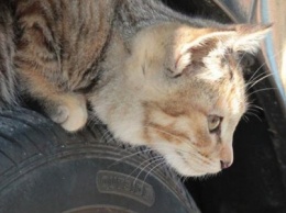 В Харькове из-под машины спасатель несколько часов доставал котенка