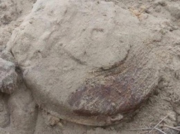 В Кременчуге грибники нашли противотанковую мину (ФОТО)