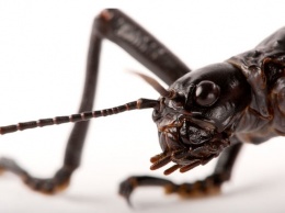 Австралийские ученые обнаружили насекомое, которое считалось вымершим сто лет назад