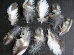 Шведские ученые рекомендуют питаться птичьими перьями