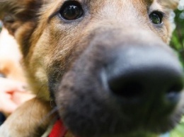 Когда порода не важна: в Чернигове прошла выставка собак-дворняг