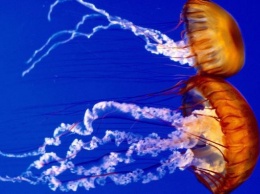 Таиланд атакуют огненные медузы
