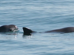 Американские боевые дельфины спасут вымирающих морских свиней