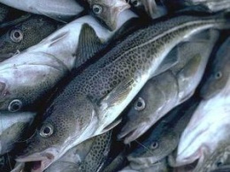 Органы рыбоохраны за 9 мес.-2017 выявили нарушения на сумму 83 млн грн