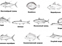 4 простых способа приготовить любую рыбу как профессиональный шеф-повар