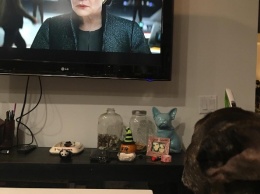 Пользователей соцсетей растрогала собака Кэрри Фишер, смотрящая новый трейлер