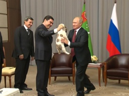 Президент Туркменистана подарил Путину щенка алабая