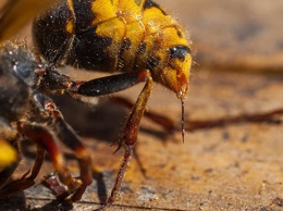 Топ-7 насекомых с самыми болезненными укусами