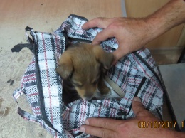 "Медовое" сало, попугай и упакованный в чемодан щенок: что везли из Украины в Крым на этой неделе