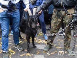 Националисты привели к посольству Чехии в Киеве козла, которого назвали Милош Земан