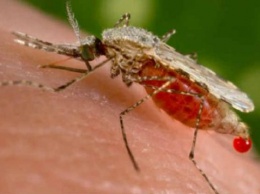 Жители области заболели малярией: один умер