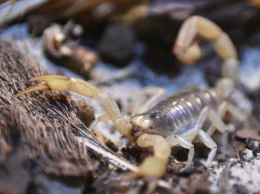 Скорпионы умеют "настраивать" яд для защиты и нападения
