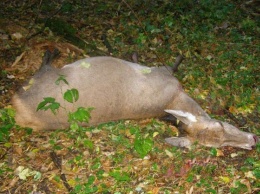 На Сумщине браконьеры убили двух благородных оленей