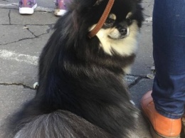 В Мариуполе овчарка, мастиф и ротвейлеры стали лучшими собаками осенней выставки (ФОТО+ВИДЕО)