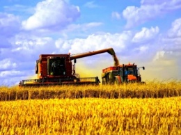 Прекрасное далеко: украинский урожай зерновых возрастет до 102 млн тонн