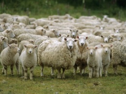 У владельцев овечьих отар в степной Таврии большие и застарелые проблемы
