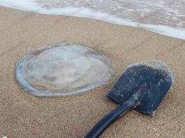 На пляж в Бердянске выбросило большую медузу