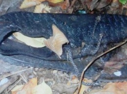 Страшная находка в Кривом Роге: В лесополосе найдены останки мужчины (ФОТО)