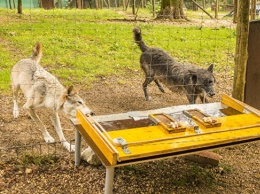 Собаки оказались эгоистичнее волков, выяснили ученые