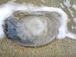 На запорожском курорте нашли большую ядовитую медузу (Видео)
