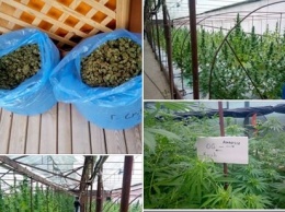 На Луганщине нашли наркотиков на 15 миллионов