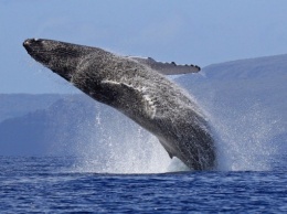 У побережья Галисии можно увидеть гигантских синих китов