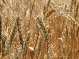 Сибирские ученые получили полезный мутант пшеницы