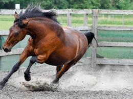 Российские ученые вылечили лошадь от хромоты с помощью генной терапии