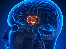 Ученые признали рост мозга главным двигателем эволюции человека