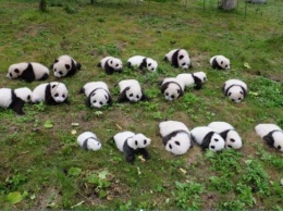 Появилось трогательное видео 36 маленьких панд, которых выращивают в Китае