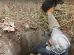 В Запорожской области спасли щенка, упавшего в заброшенный колодец (видео)
