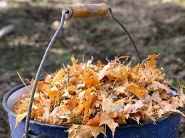 Экологи Днепра не рекомендуют убирать листья