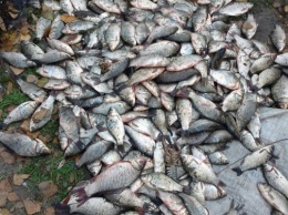 В Запорожской области браконьеры выловили рыбы на 17 тыс. грн (ФОТО)