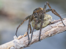 Ученые узнали природу боязни пауков и змей
