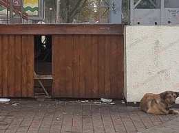 Хулиганство ради бездомных собак: В Бердянске неизвестные повредили главную городскую сцену
