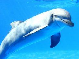 Дельфины могут болеть Альцгеймером - ученые