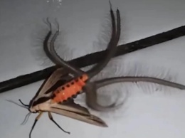 Беги - это пришелец: необычное насекомое поразило сеть