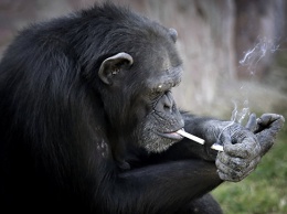 Приматологи доказали, что у шимпанзе есть личность