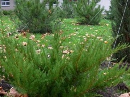 Город-сад»: в парках Черноморска высадили новые декоративные деревья