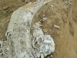 При строительстве дороги на юге Одесской области обнаружен бивень мамонта, но проводить раскопки некому
