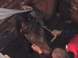 На Сумщине спасатели достали упавшую в погреб лошадь