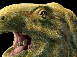 Палеонтологи нашли динозавра с самозатачивающимися зубами
