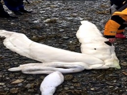 На берег Аляски выбросило останки неизвестного существа