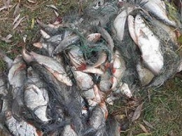 В Чернигове поймали браконьеров, наловивших рыбы на 100 тысяч гривен