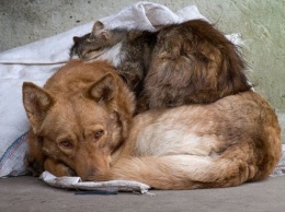 В Запорожье с понедельника начнется стерилизация собак и кошек