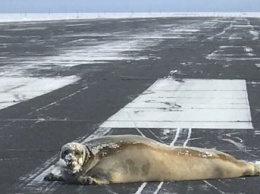 Появилось видео, как на Аляске гигантский тюлень перекрыл взлетно-посадочную полосу