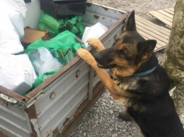 Собака пограничников на КПВВ "Гнутово" обнаружил боеприпасы снайперских винтовок