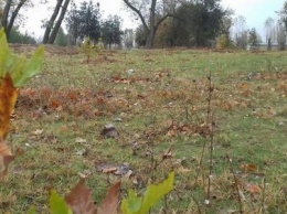 Высадка деревьев в райцентре Херсонщины перенесена